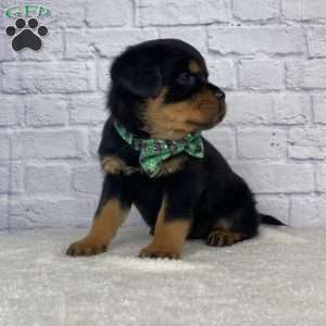 Tyson, Rottweiler Puppy