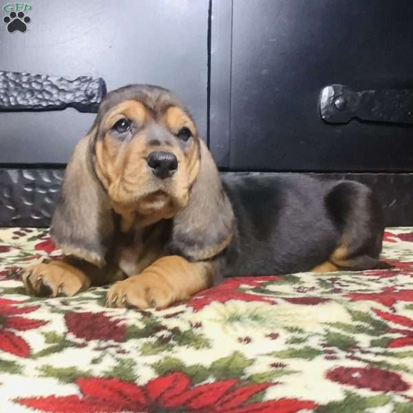 Little lady, Basset Hound Puppy