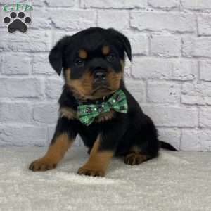 Stella, Rottweiler Puppy