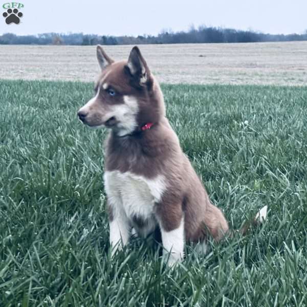 Bailey, Siberian Husky Puppy