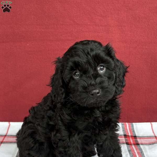 Buddy, Cockapoo Puppy