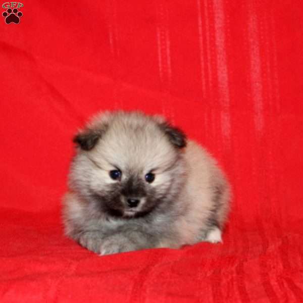 Zaid, Pomeranian Puppy