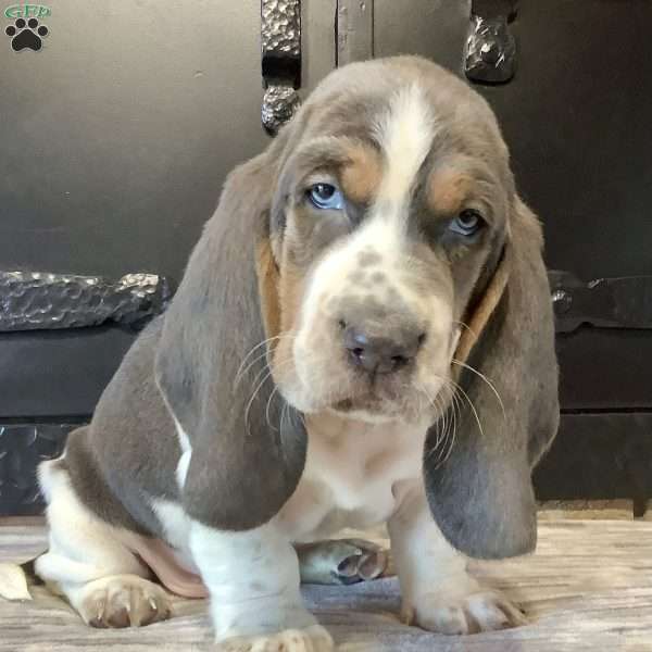 Winston, Basset Hound Puppy