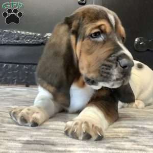 Winnie, Basset Hound Puppy