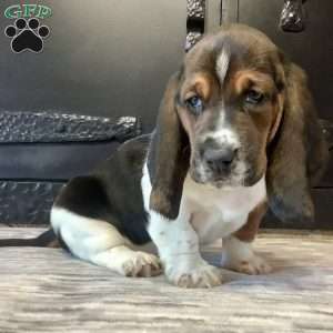 Winnie, Basset Hound Puppy