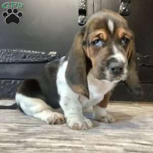 Winnie, Basset Hound Puppy