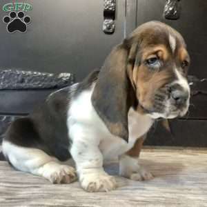 Winnie, Basset Hound Puppy