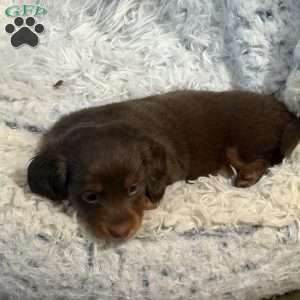 Sage, Dachshund Puppy