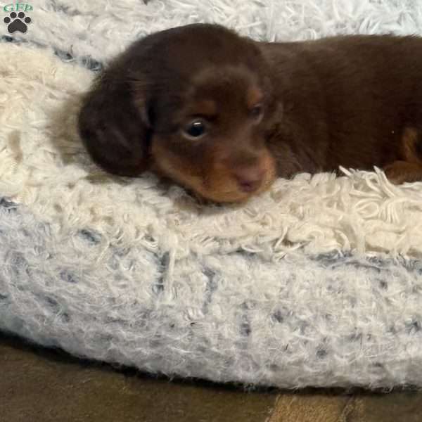 Sage, Dachshund Puppy