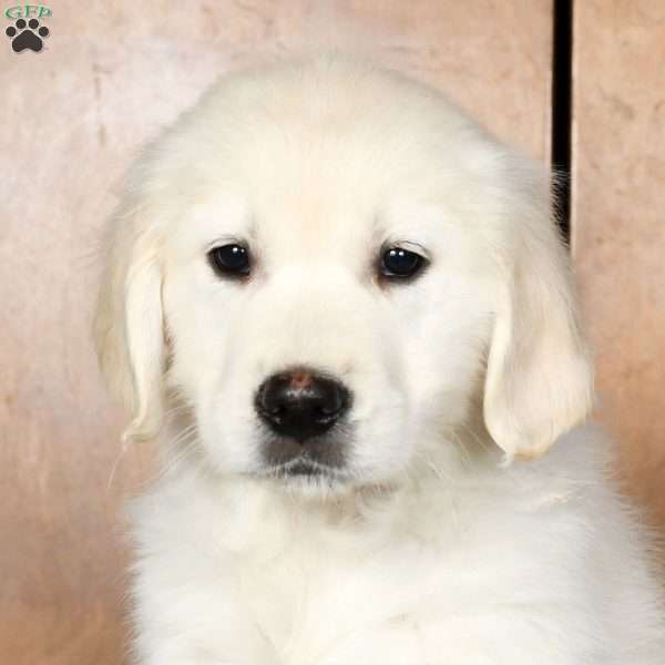 Mia, English Cream Golden Retriever Puppy