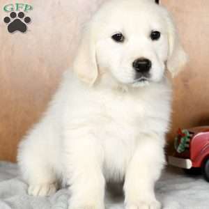 Louie, English Cream Golden Retriever Puppy