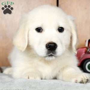 Louie, English Cream Golden Retriever Puppy