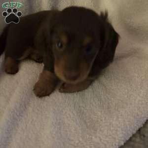 Sage, Dachshund Puppy