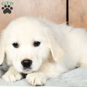 Louie, English Cream Golden Retriever Puppy