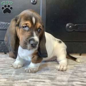 Winnie, Basset Hound Puppy