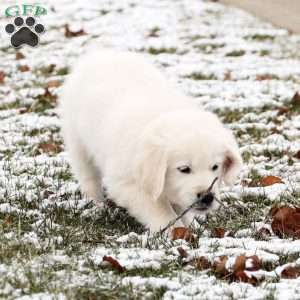 Louie, English Cream Golden Retriever Puppy