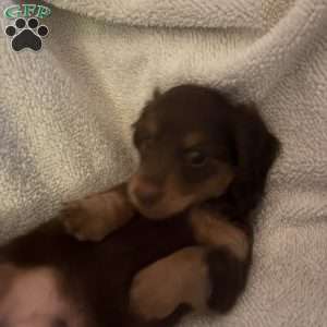 Sage, Dachshund Puppy