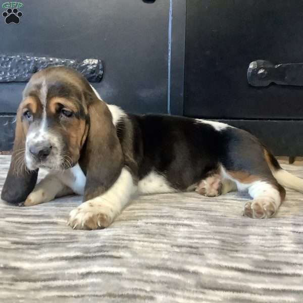 Wendy, Basset Hound Puppy