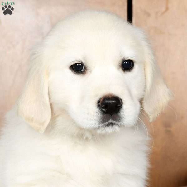 Louie, English Cream Golden Retriever Puppy