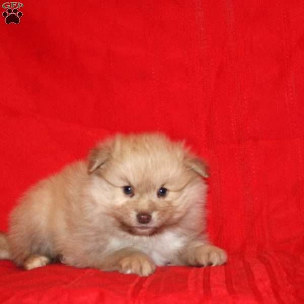 Zeppelin, Pomeranian Puppy