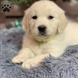 Mia, English Cream Golden Retriever Puppy