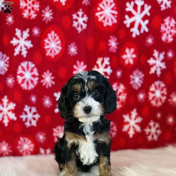 Santa, Cavapoo Puppy