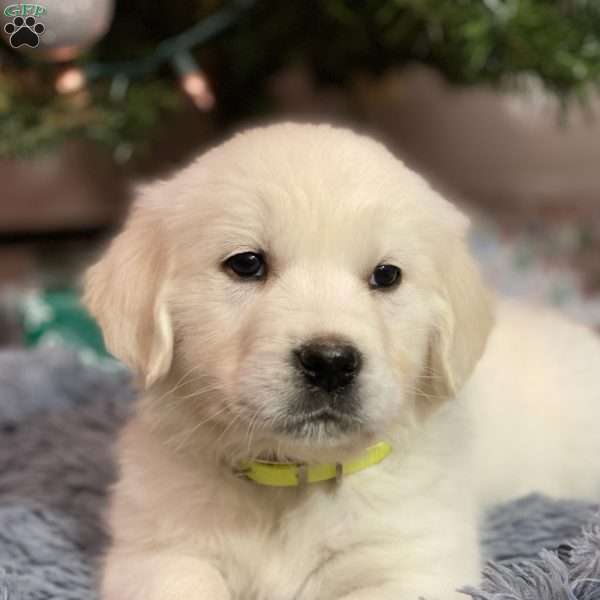 Mia, English Cream Golden Retriever Puppy