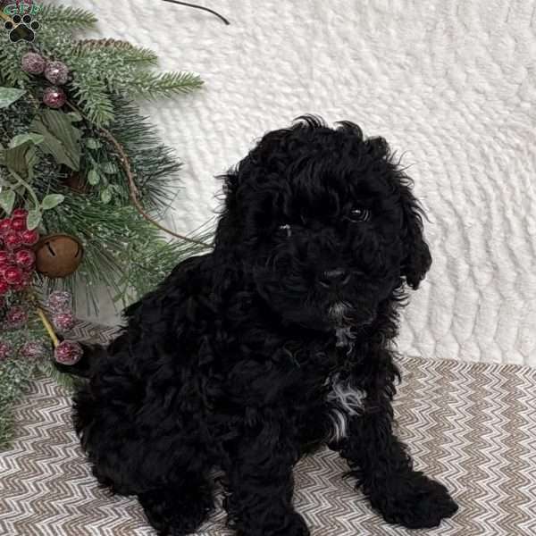 Sweetie, Cockapoo Puppy