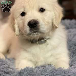 Louie, English Cream Golden Retriever Puppy