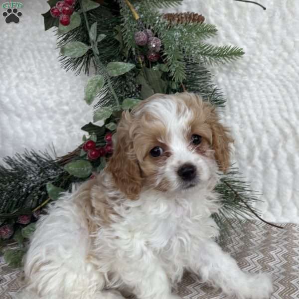 Sandy, Cockapoo Puppy