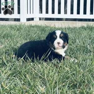 Jax, Bernese Mountain Dog Puppy