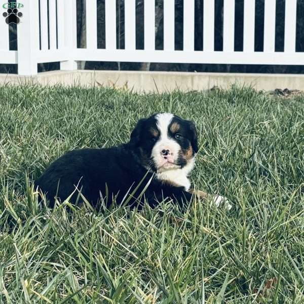 Jax, Bernese Mountain Dog Puppy