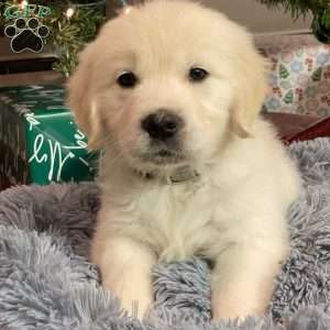 Louie, English Cream Golden Retriever Puppy