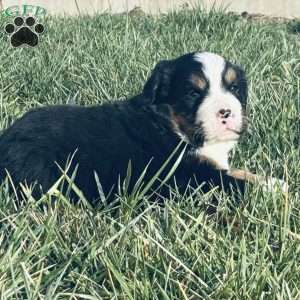 Jax, Bernese Mountain Dog Puppy