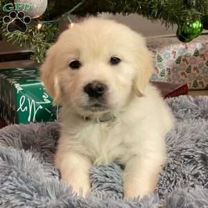 Louie, English Cream Golden Retriever Puppy