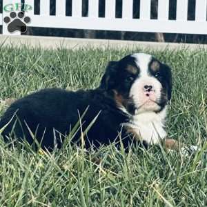 Jax, Bernese Mountain Dog Puppy