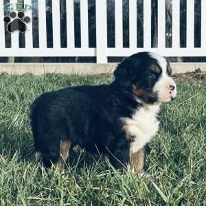 Jax, Bernese Mountain Dog Puppy