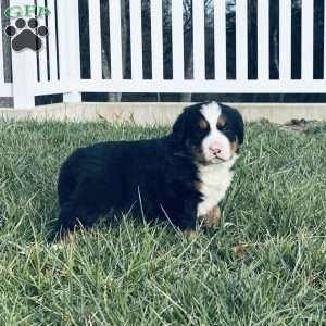 Ranger, Bernese Mountain Dog Puppy