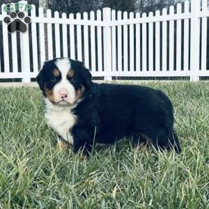 Ranger, Bernese Mountain Dog Puppy