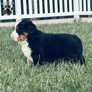 Ranger, Bernese Mountain Dog Puppy