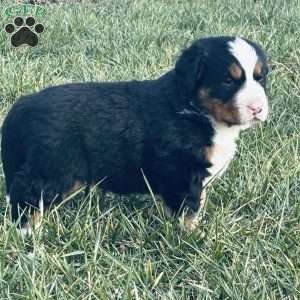 Ranger, Bernese Mountain Dog Puppy