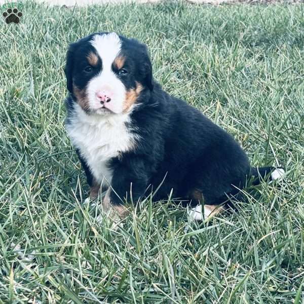 Ranger, Bernese Mountain Dog Puppy