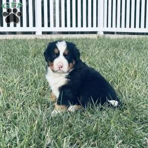 Ranger, Bernese Mountain Dog Puppy