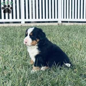 Ranger, Bernese Mountain Dog Puppy