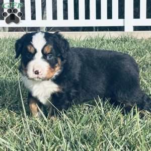 Simba, Bernese Mountain Dog Puppy