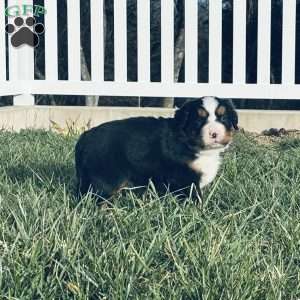 Simba, Bernese Mountain Dog Puppy