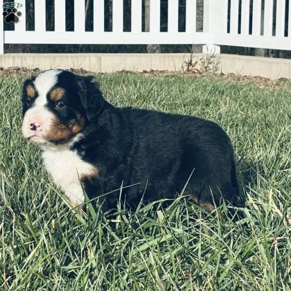 Simba, Bernese Mountain Dog Puppy