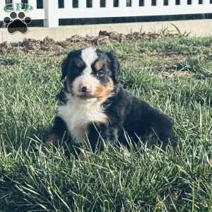 Simba, Bernese Mountain Dog Puppy