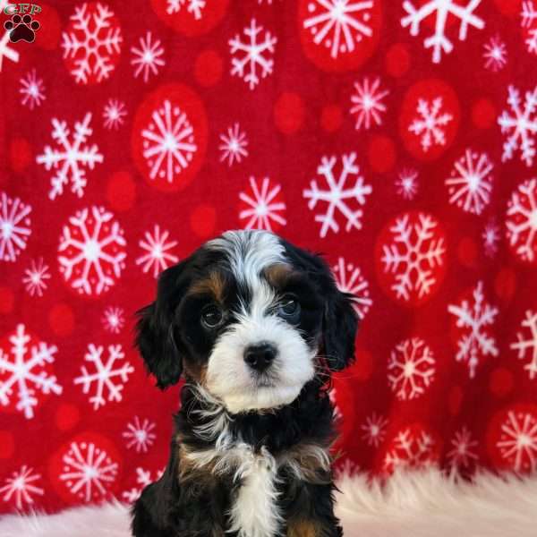 Joseph, Cavapoo Puppy