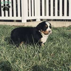 Willow, Bernese Mountain Dog Puppy